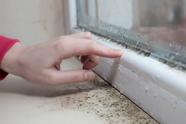 Best Comprehensive Air Testing for Mold Contaminants  in Savanna, IL