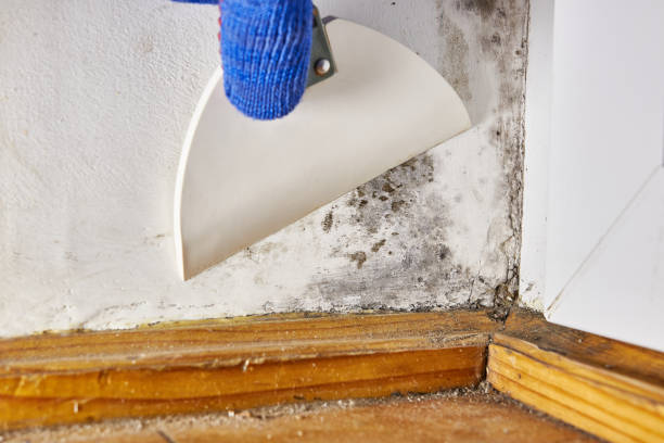 Dehumidification Services in Savanna, IL