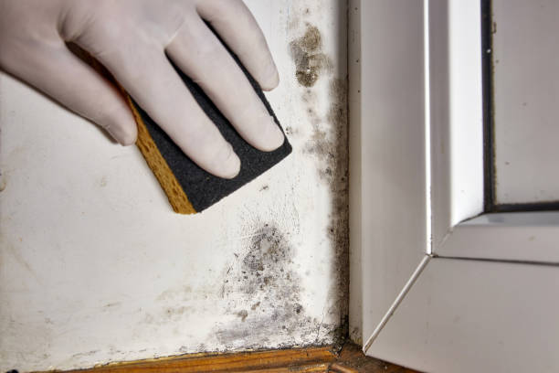 Best Attic Mold Removal  in Savanna, IL